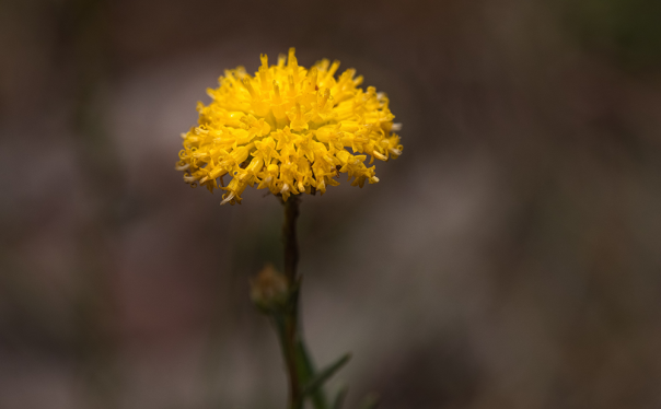A tufted, yellow single flower. The yellow flower heads consist of numerous tiny flowers clustered together. 