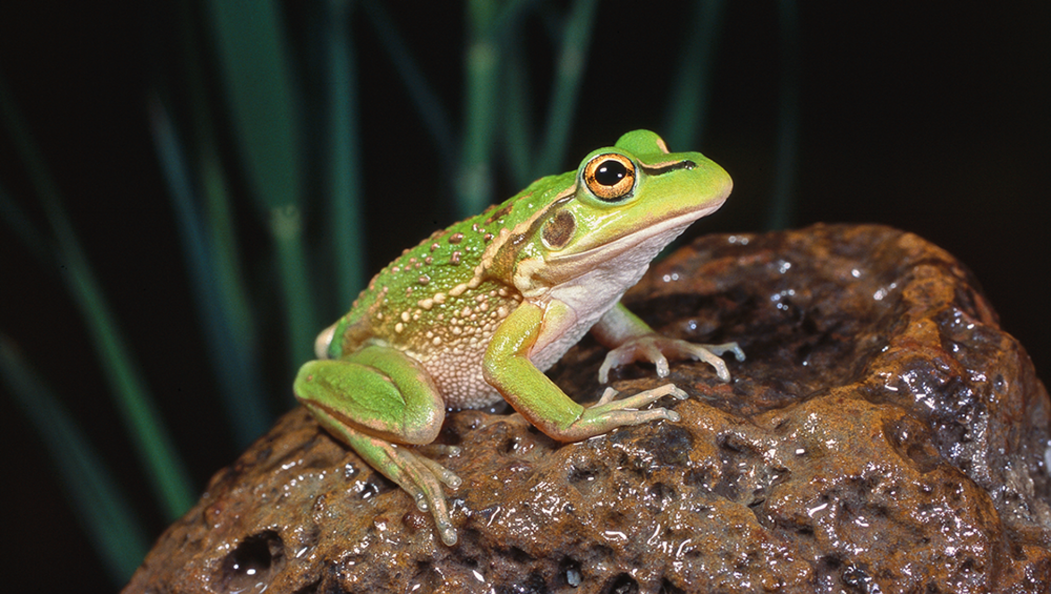 Growling grass frog sitting on a rock with reeds in the background