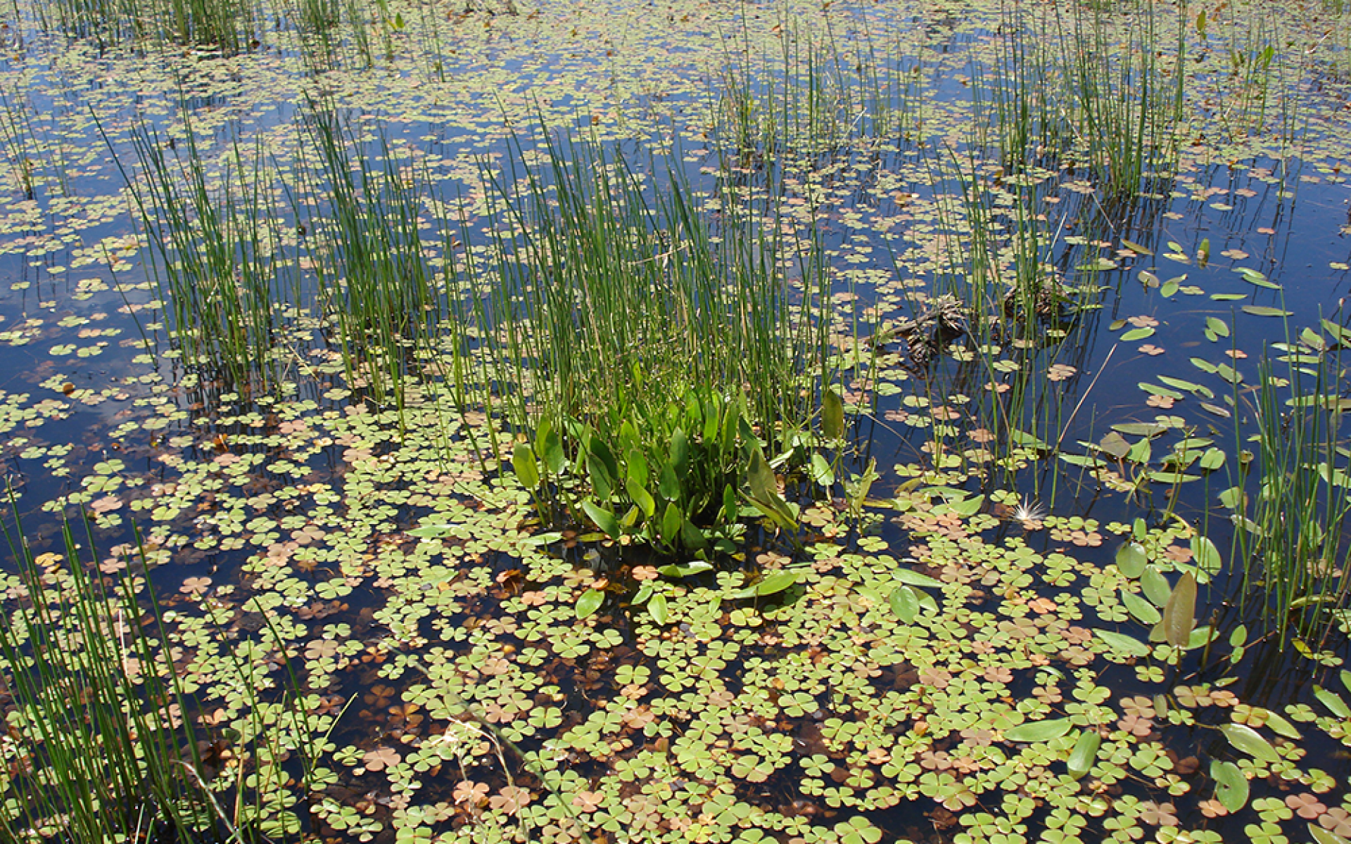 Herbaceous leaves in a wetland with green grass surrounding them