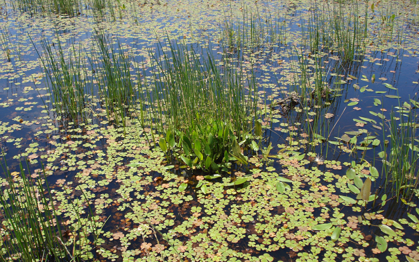 Herbaceous leaves in a wetland with green grass surrounding them