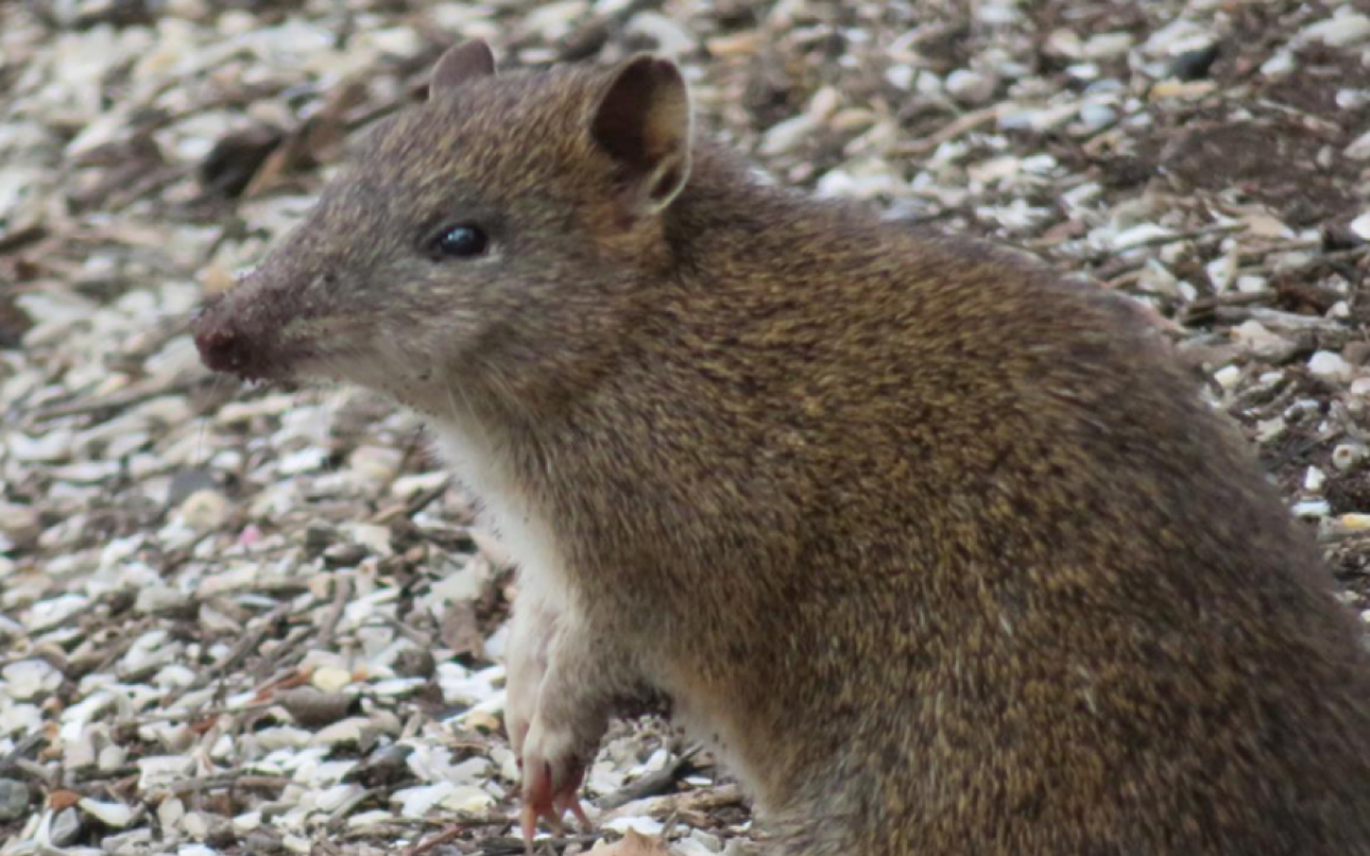 Southern brown bandicoots have a stocky body with a short snout and short, rounded ears.