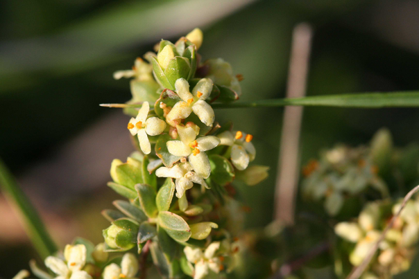 Close up of white rice flower plant