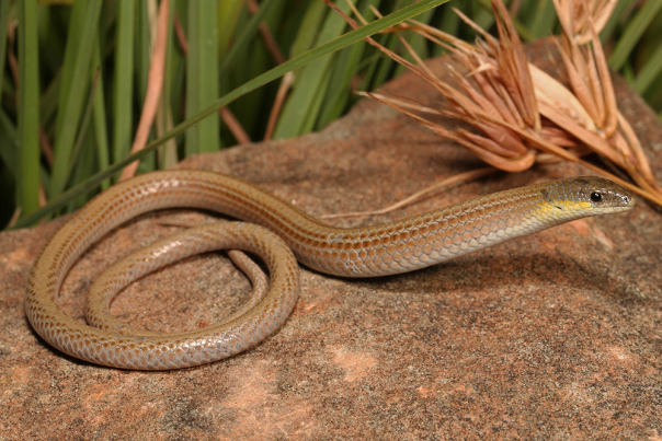 Brown legless lizard half coiled on a rock 