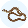 Striped Legless Lizard