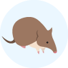 Southern brown bandicott 