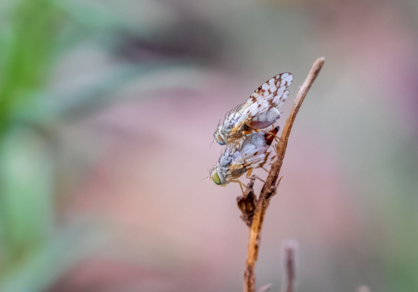 Grassland Flies on a dry plan background blurred