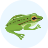 Growling grass frog