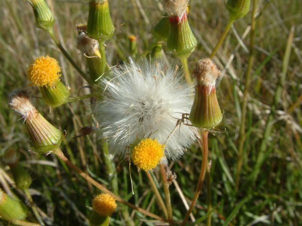 Large-fruit groundsel showing yellow flowers and fluffy seed heads