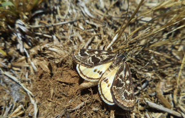 Brown and natural coloured moth on the ground in the bush surrounded by brown debris