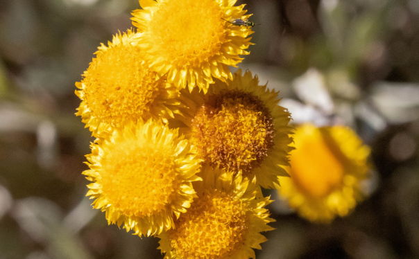 Yellow Chrysocephalum Apiculatum Congestum