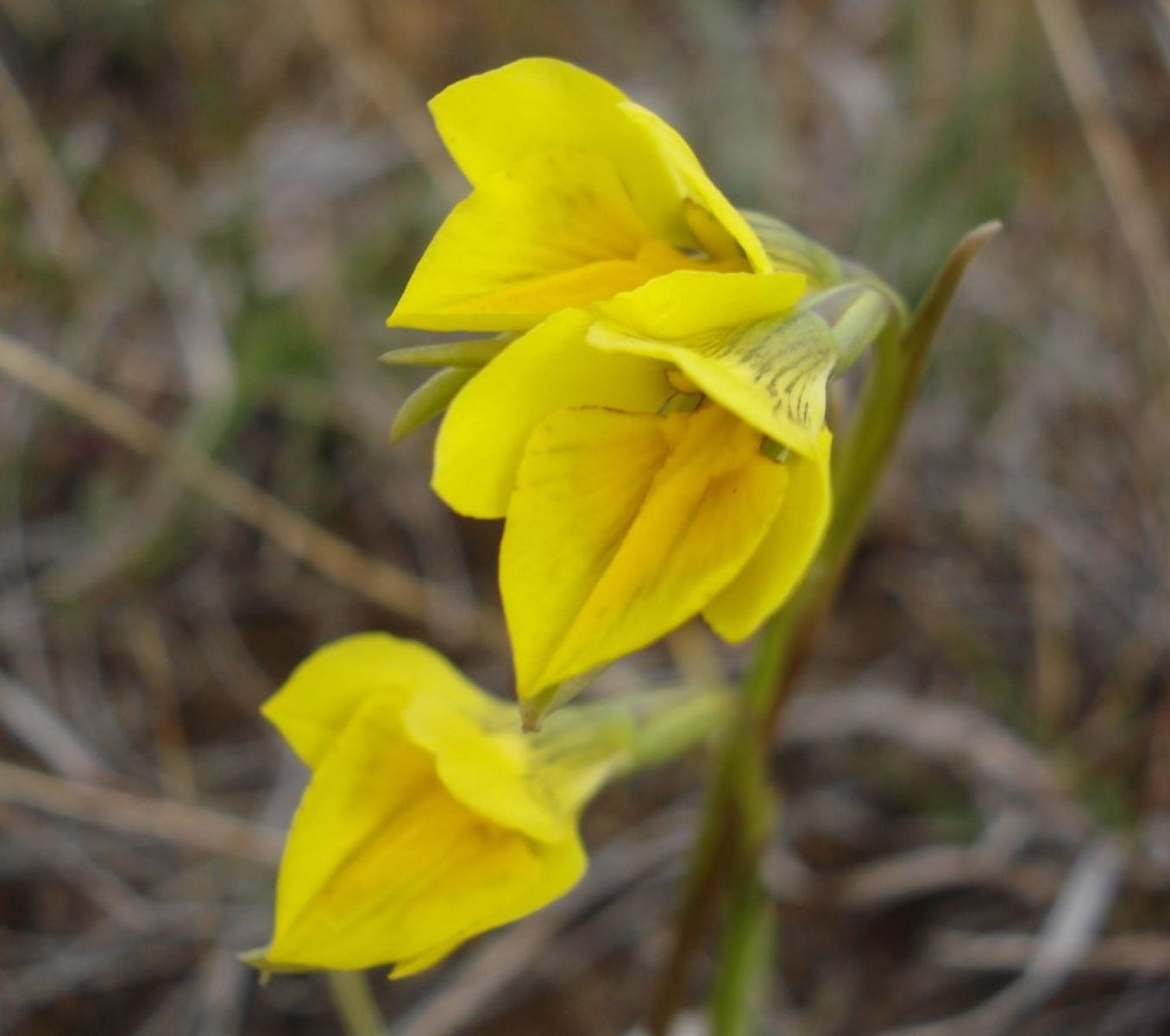 Yellow flowering small golden moths orchid