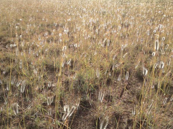 Dry natural temperate grassland