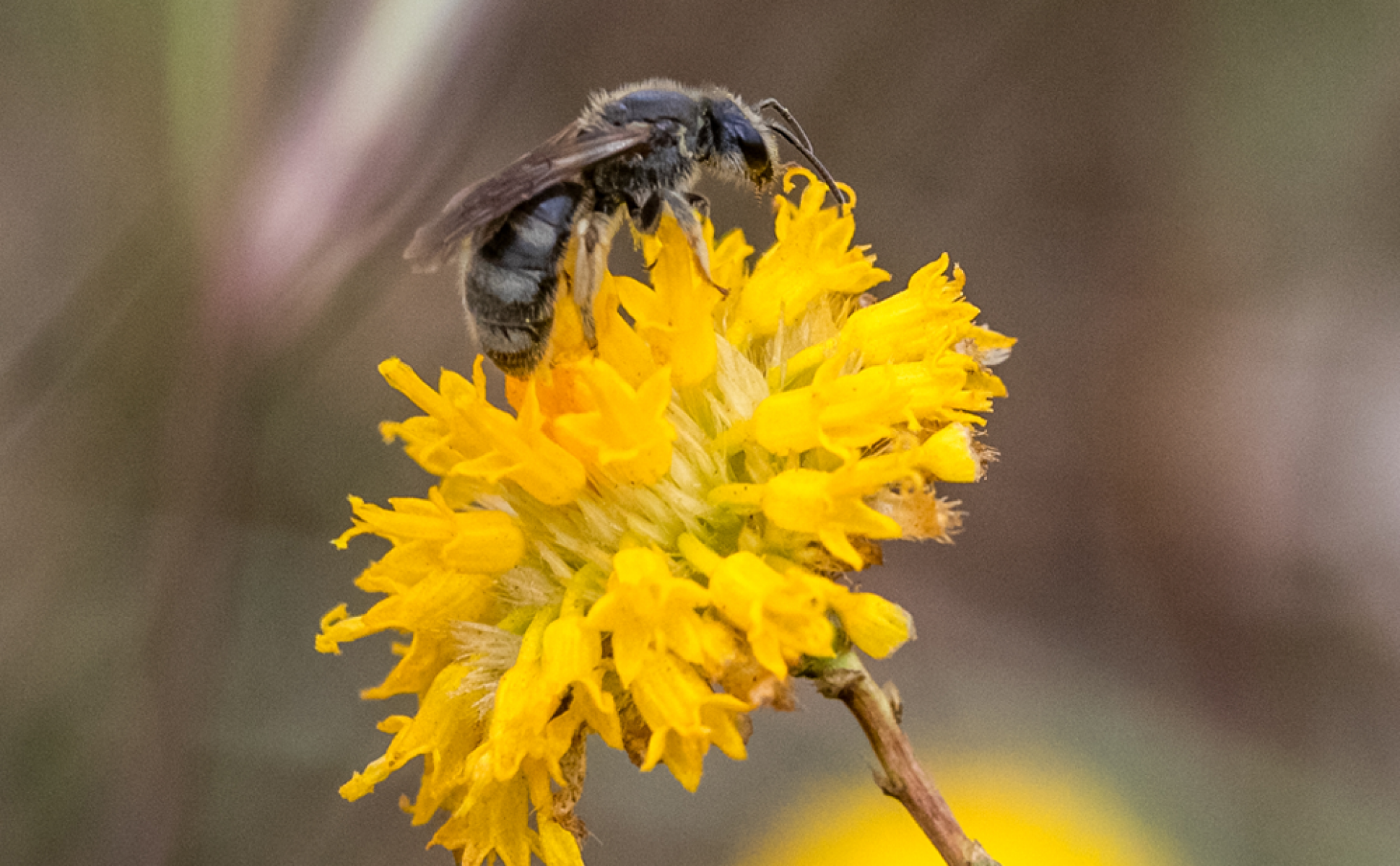Native bee pollinating a yellow Button Wrinklewort