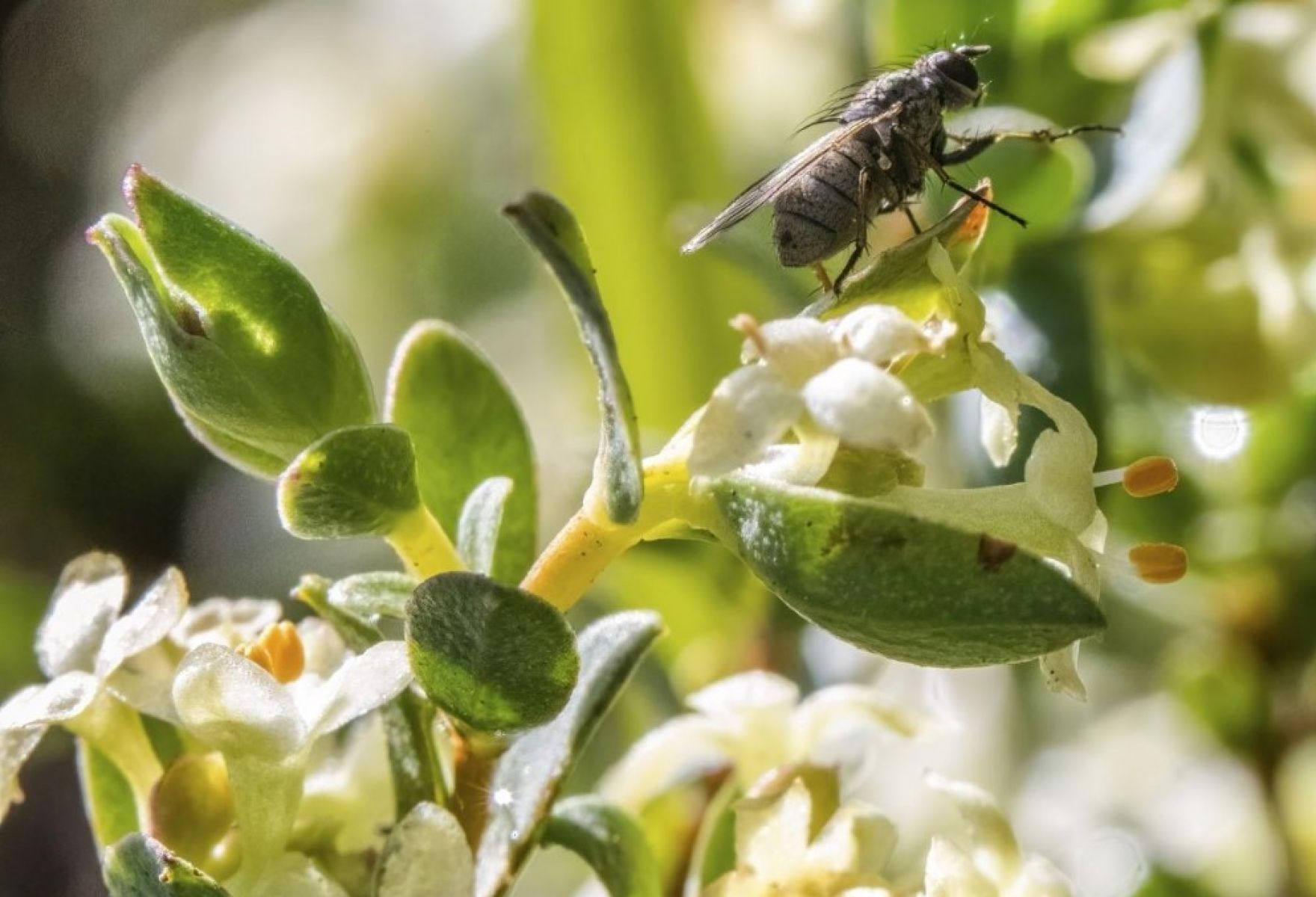 Native bee pollinating a spiny rice flower