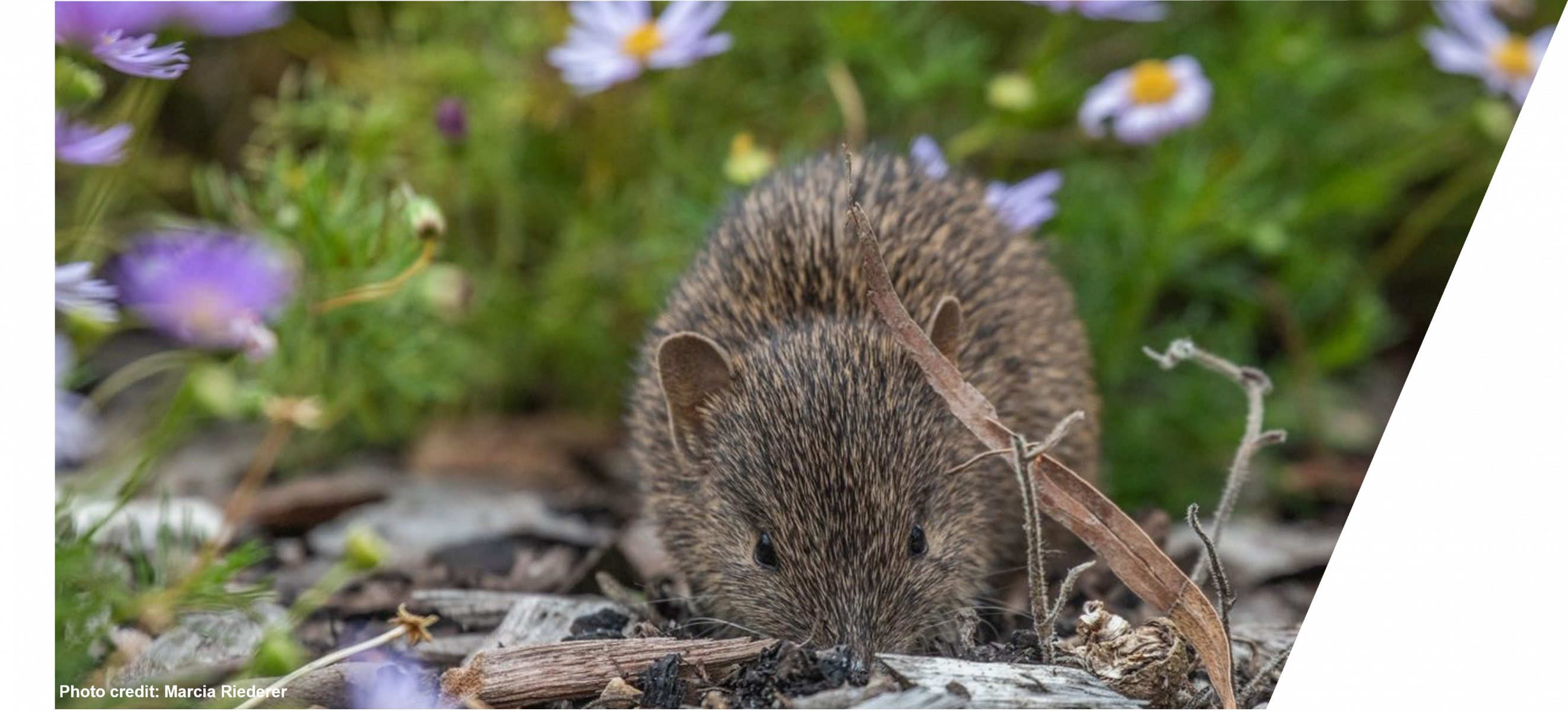 Southern brown bandicoot in flowers