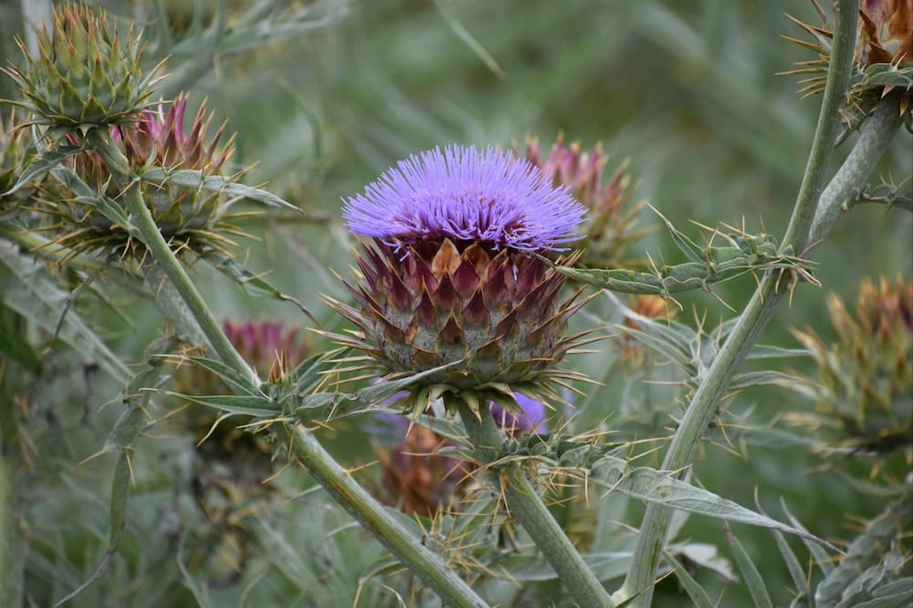 Artichoke thistle (Cynara cardunculus)