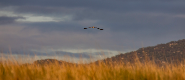 A bird flying over dry grass with Mountainous Skyline 