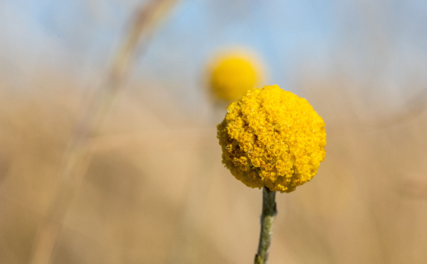 Yellow ball flower on a green stem background blurred