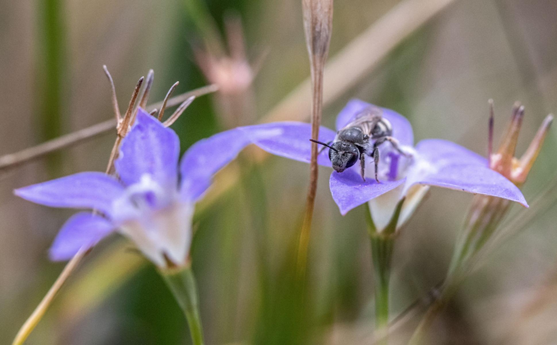 Wahlenbergia (Native Bee) sitting on a purple flower