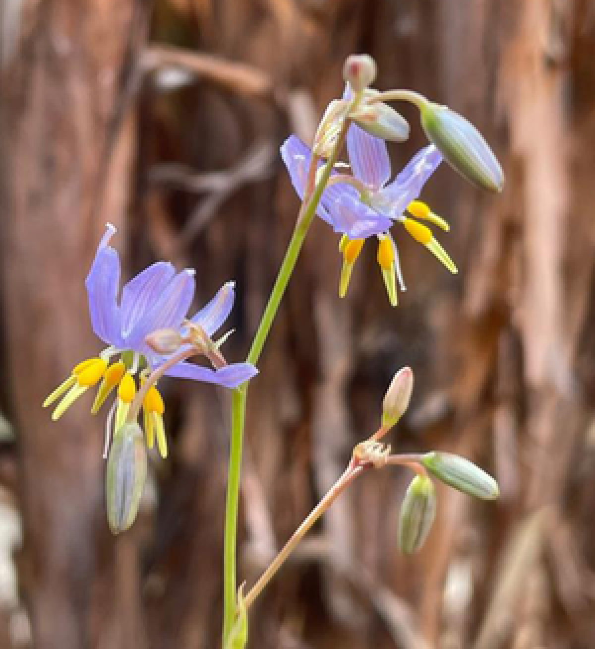 Purple petals with yellow stems