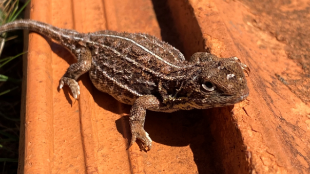Victorian grassland earless dragon