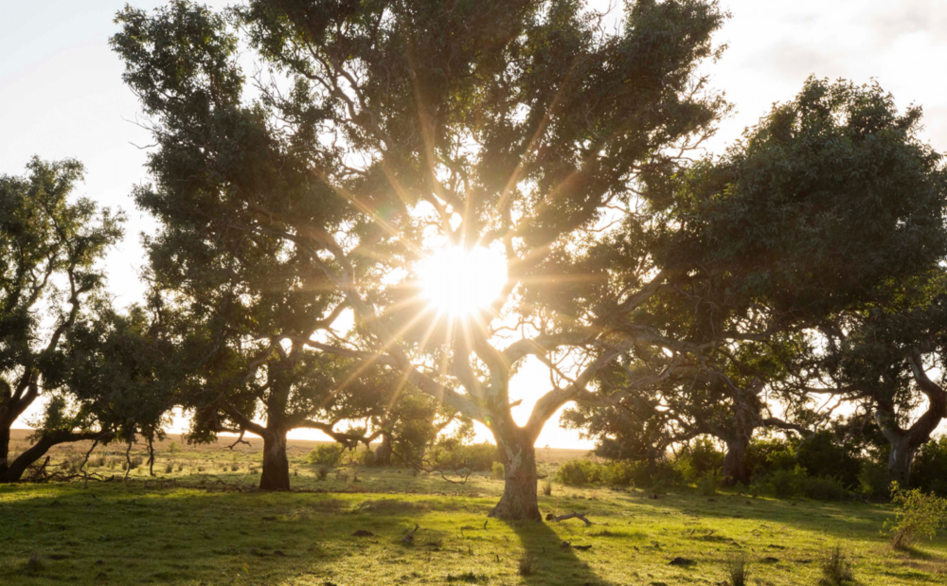 Sun shining through a big tree in a grassland