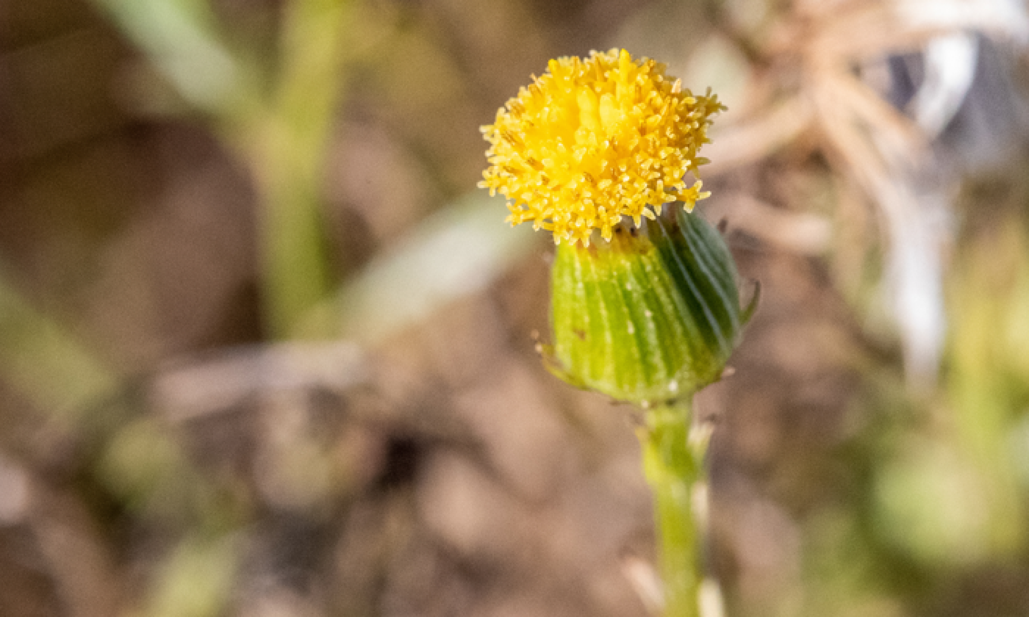 Senecio macrocarpus flower Mount Cottrell_MarciaRiederer