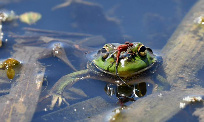 Frog with a dragonfly on its head